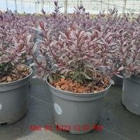 HEBE Raspberry Chocolate