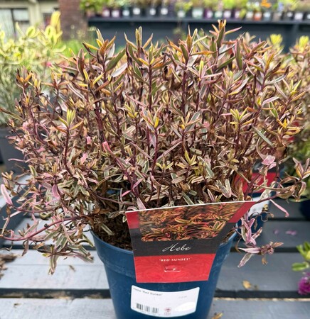 Hebe 'Red Sunset'