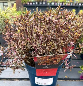 Hebe 'Red Sunset'