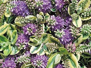 HEBE SPECIALS IN VARIETIES