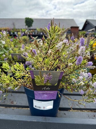 Hebe specials mix - image 1