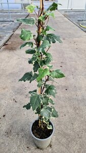 HEDERA C. GLOIRE DE MARENGO