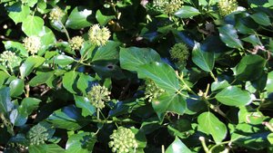 HEDERA H. HIBERNICA