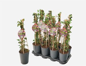 Hedera hel. 'Goldheart' 2 Ltr, 4 canes