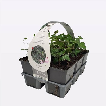 Hedera helix 6-pack