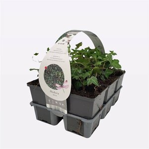 Hedera helix 6-pack