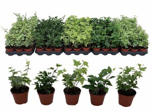 Hedera helix mix P8.5