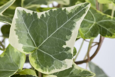 HEDERA HELIX SULPHUR HEART