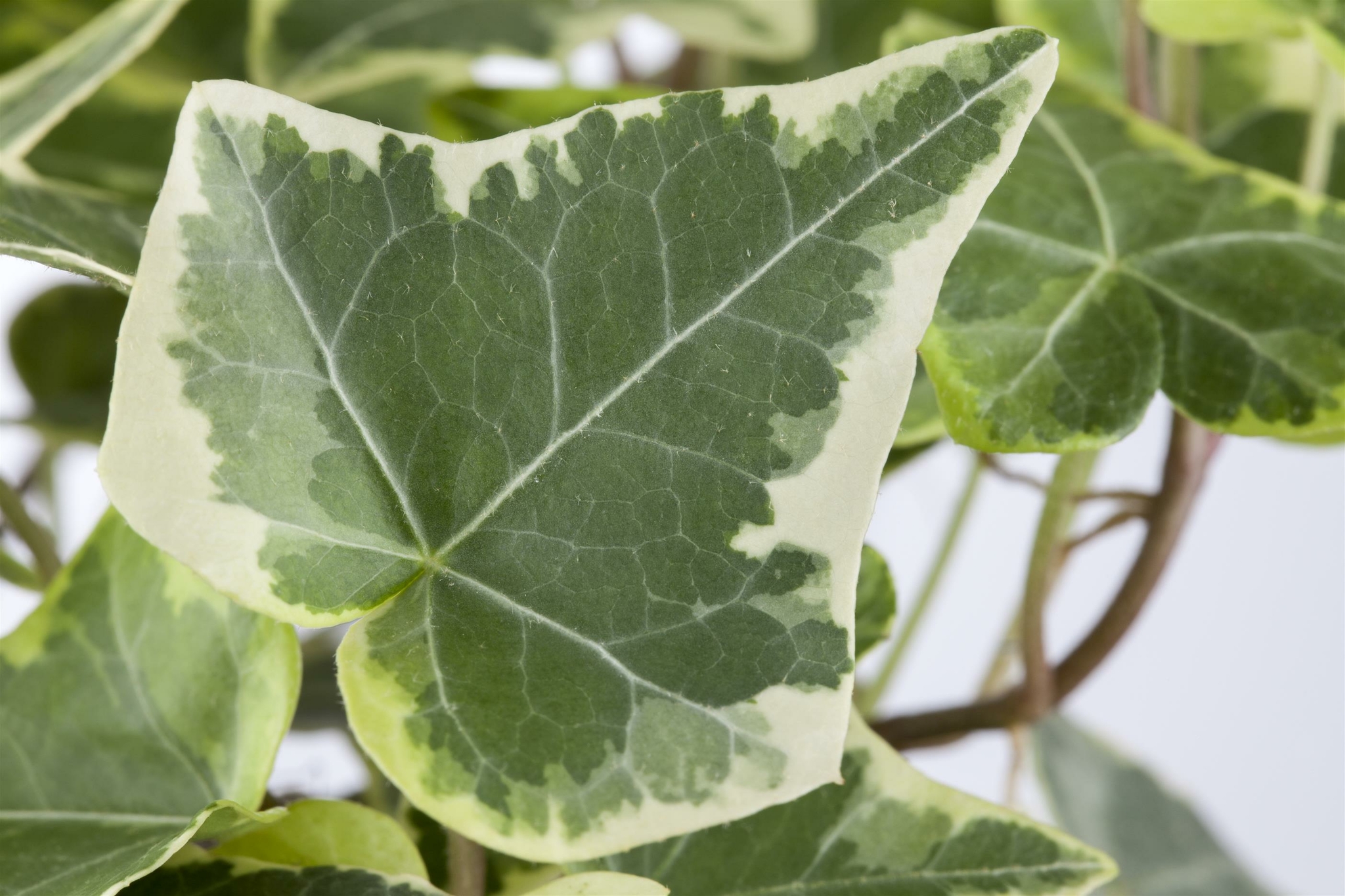 philodendron florida ghost variegated Philodendron Florida Ghost main image 0