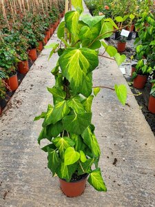 HEDERA HELIX SULPHUR HEART