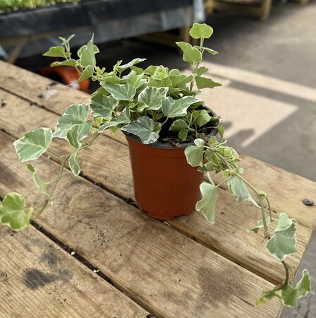 Hedera Helix White Wonder