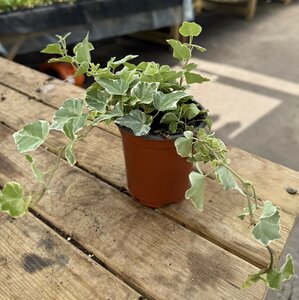 Hedera Helix White Wonder