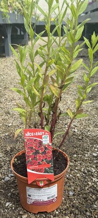 Helenium autumn. Helena Red Shades