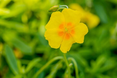 Helianthemum Ben Fhada