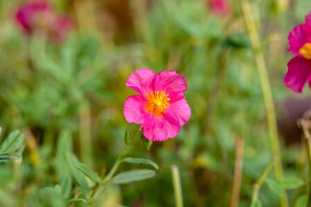Helianthemum Ben Hope