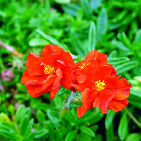Helianthemum Ben More