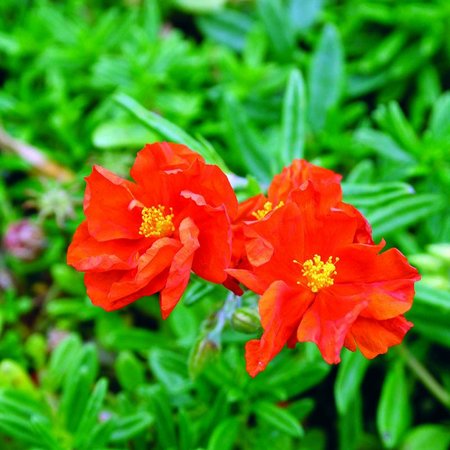 Helianthemum Ben More