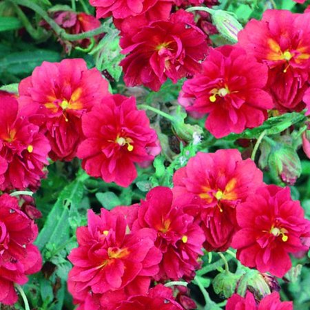 Helianthemum Cerise Queen