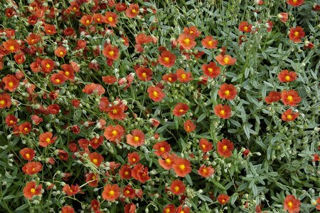 Helianthemum Henf. Brilliant