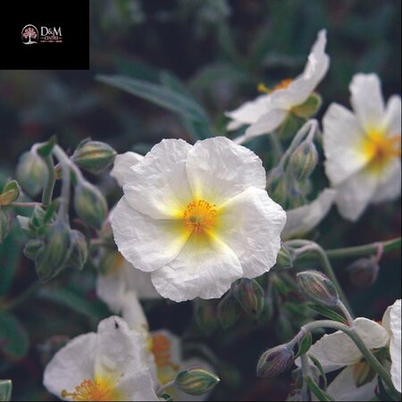 Helianthemum The Bride