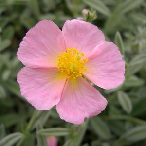 Helianthemum Wisley Pink