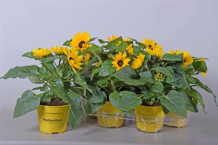 Helianthus an. 'Sunray Yellow'