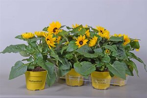 Helianthus an. 'Sunray Yellow'