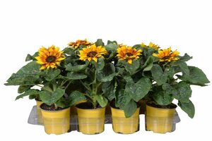 Helianthus 'Sunsation Flame'