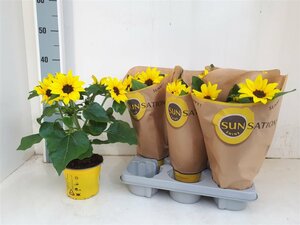 Helianthus 'Sunsation'(mf)