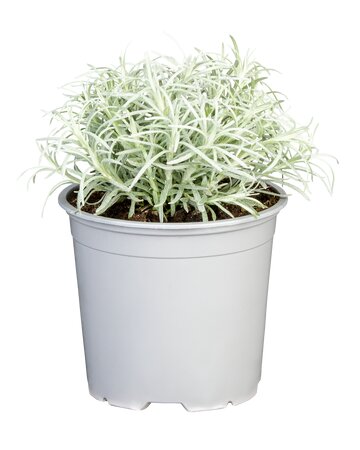 HELICHRYSUM italicum