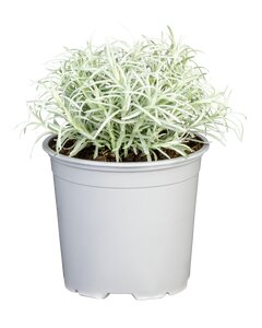 HELICHRYSUM italicum