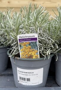 HELICHRYSUM italicum