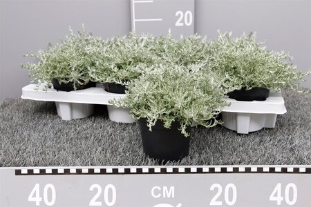 Helichrysum italicum P11