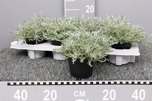 Helichrysum italicum P11