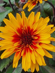 Heliopsis 'Funky Spinner'