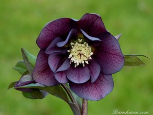 Helleb.or.diana dark purple