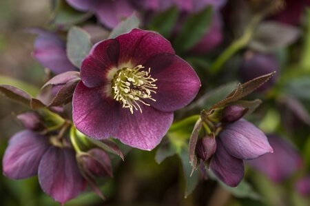 Helleb.or.red