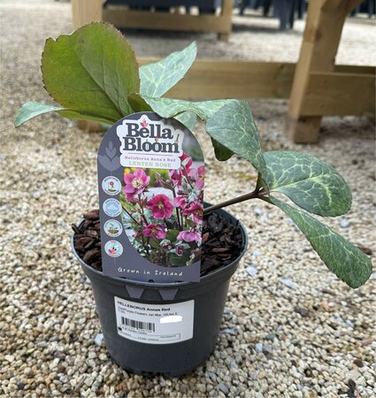 HELLEBORUS Annas Red