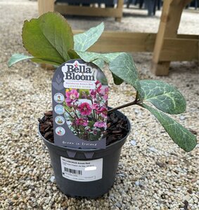 HELLEBORUS Annas Red