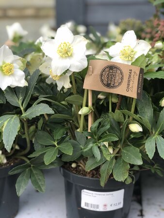 Helleborus 'Christmas Darling'