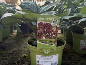 Helleborus Frostkiss Vibey Velvet