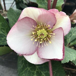 HELLEBORUS Glendas Gloss