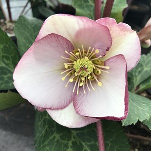 HELLEBORUS Glendas Gloss
