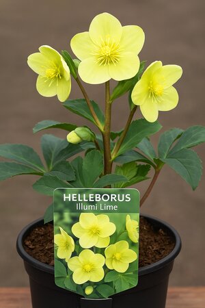 HELLEBORUS Illumi Lime