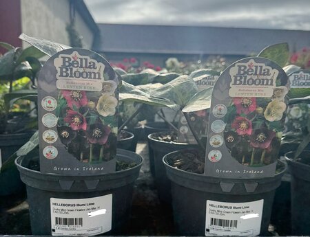 HELLEBORUS Illumi Lime