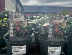 HELLEBORUS Illumi Lime