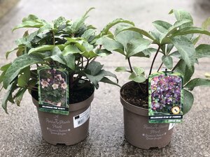 HELLEBORUS IN VARIETIES - image 2