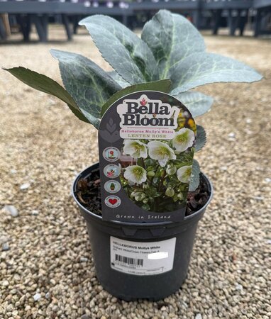 HELLEBORUS Mollys White