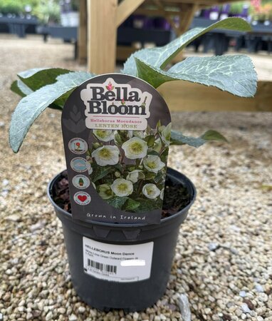 HELLEBORUS Moon Dance