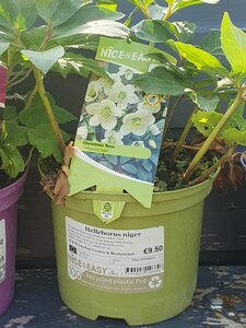 Helleborus niger